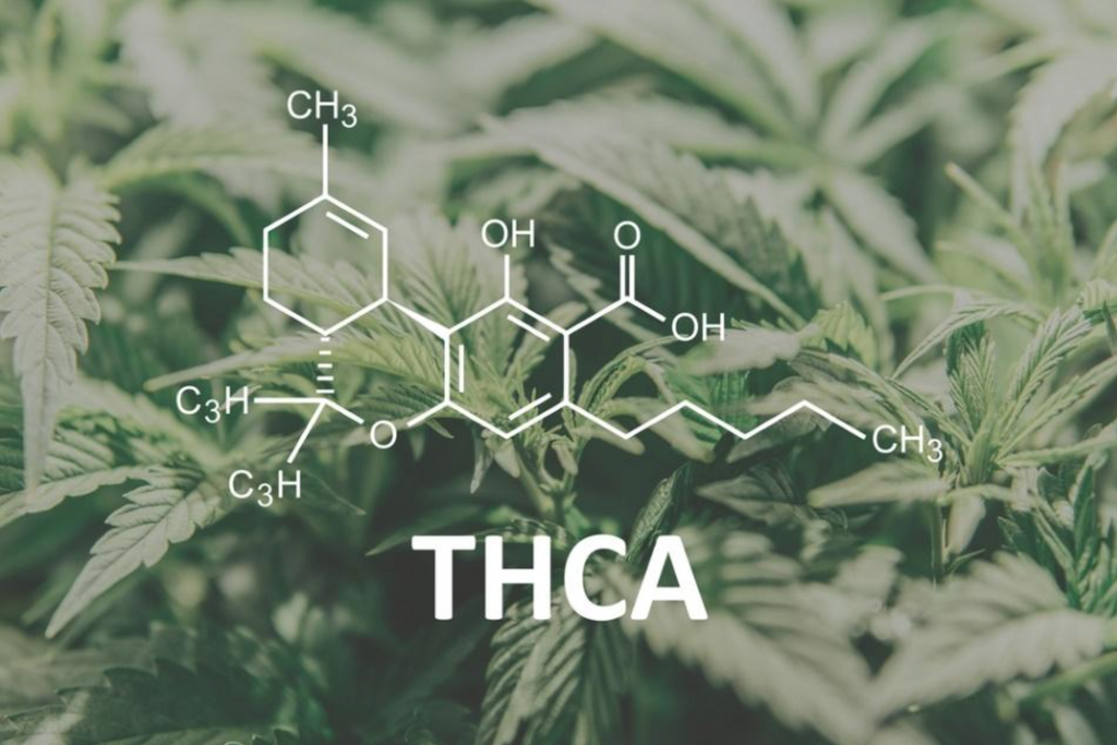 THCa vs THC: What's the Difference?